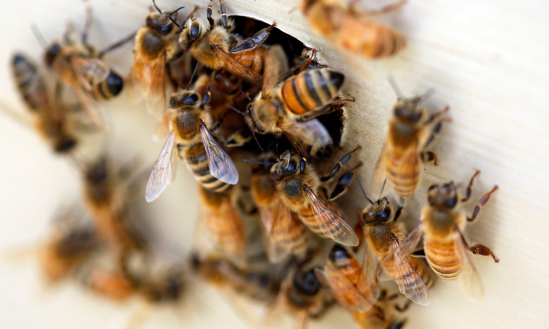 World Bee Day